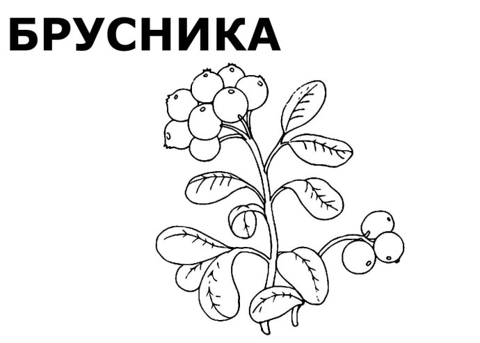Кэт вондерс эксклюзив