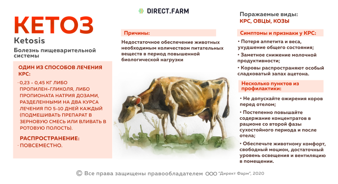 Профилактика кетоза КРС