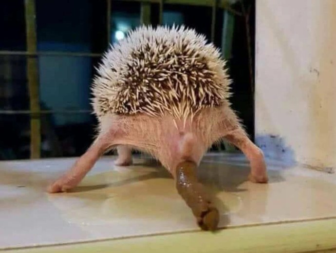 Буба аниме