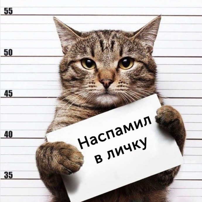 Кот с табличкой совращал кисок