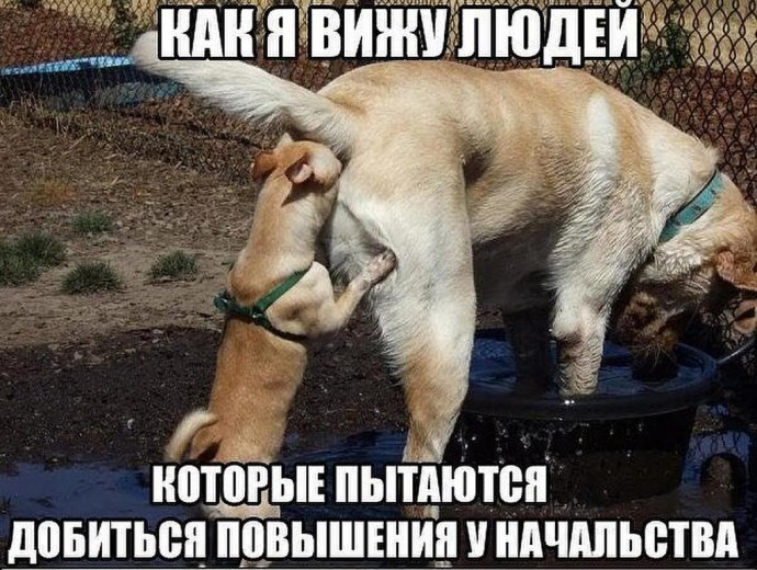 Девушки из ворлд оф танк