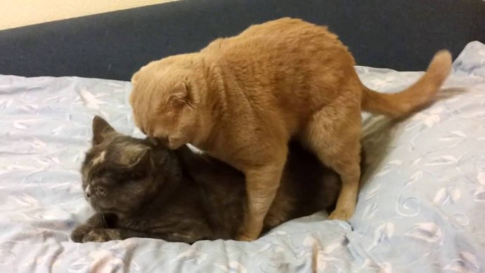 Коты сношаются