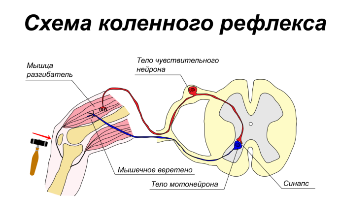 Рефлекторная дуга коленного рефлекса рисунок