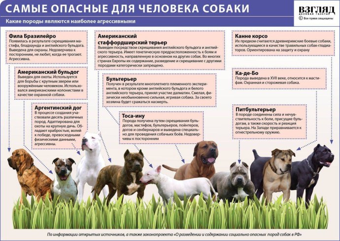 Перечень пород собак
