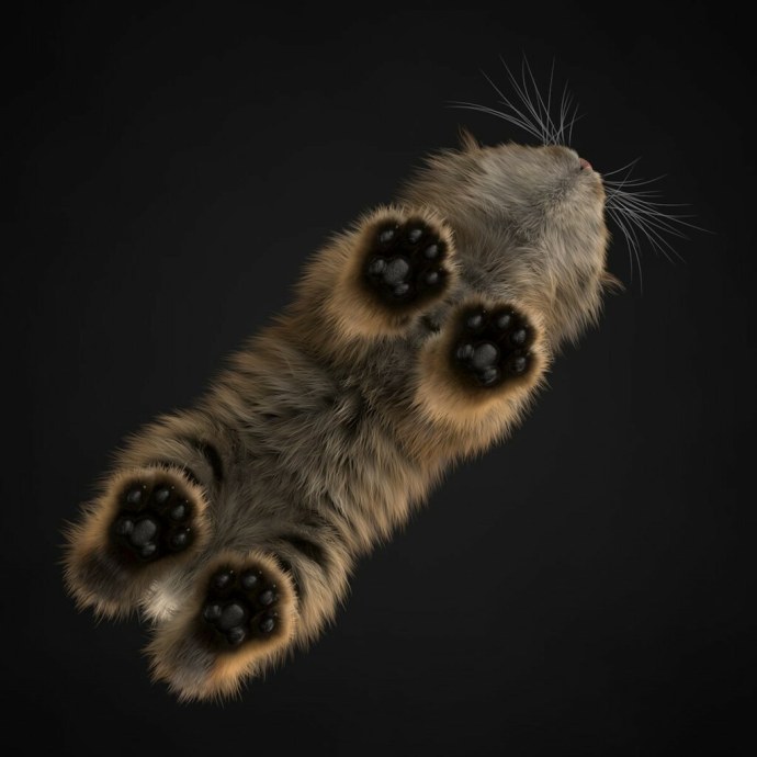Кошачья лапа снизу