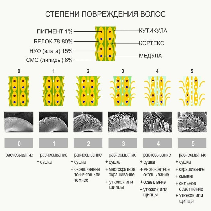 Строение волоса пористость