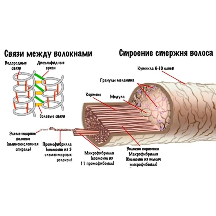 Строение волоса стержень волоса Кортекс