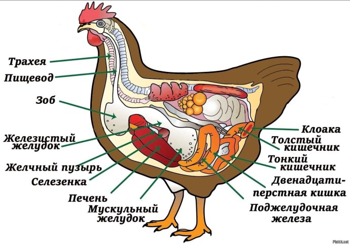 Кровоснабжение нижней конечности анатомия