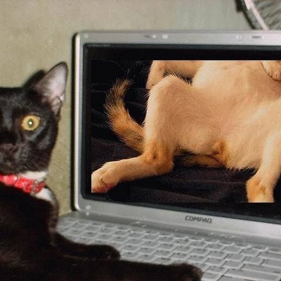 Кота спалили