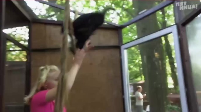 Лиза Калтыгина сливы
