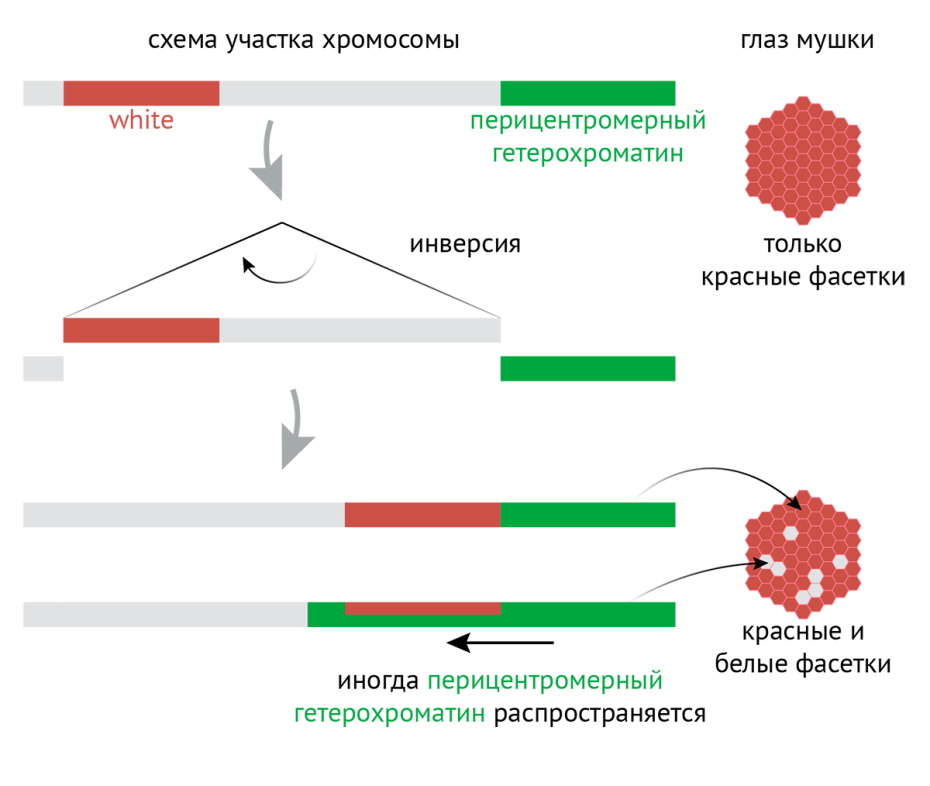 АТ центромерам