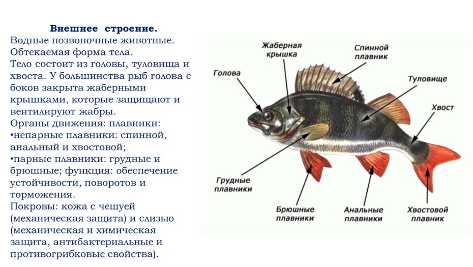 Порноактриса Василиса