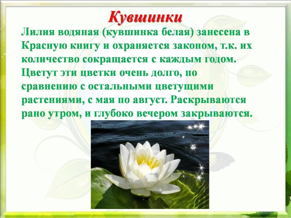 Растения занесенные в красную кувшинка белая