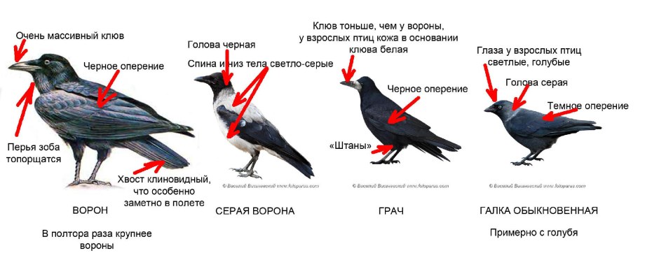 Голые СТС Папины Дочки