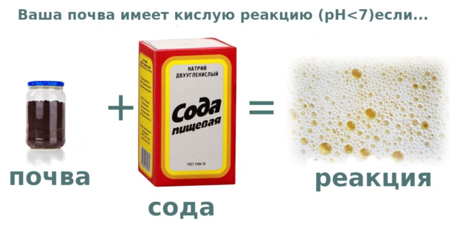 Кислотность почвы определить с помощью уксуса