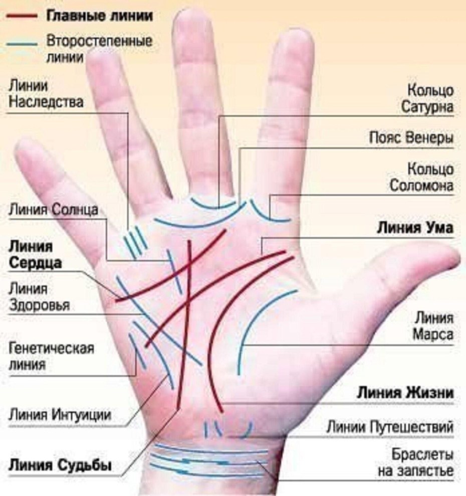 Где находится линия жизни на ладони на какой руке