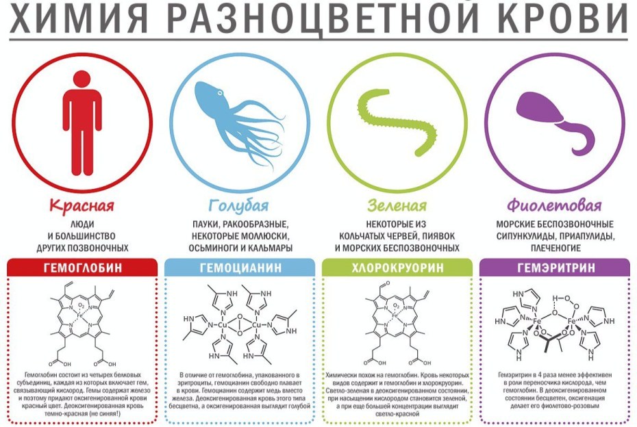 Порнозвезда Лили лав фото